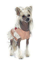 Image showing dressed Chinese Crested Dog