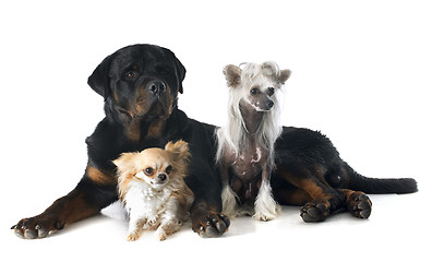 Image showing three dogs