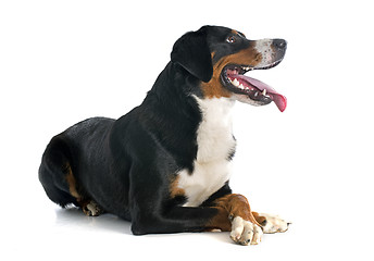 Image showing Appenzeller Sennenhund