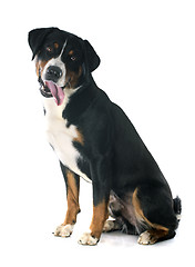 Image showing Appenzeller Sennenhund