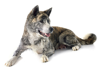 Image showing akita inu