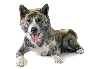 Image showing akita inu