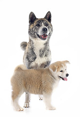 Image showing akita inu