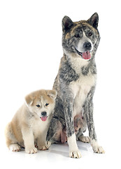 Image showing akita inu