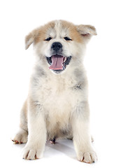 Image showing puppy akita inu