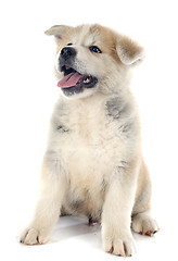 Image showing puppy akita inu