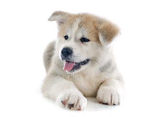 Image showing puppy akita inu