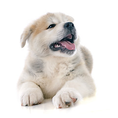 Image showing puppy akita inu