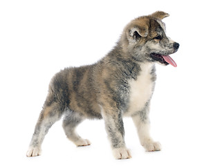 Image showing puppy akita inu