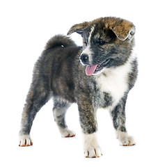 Image showing puppy akita inu