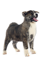 Image showing puppy akita inu