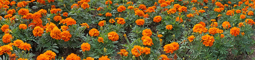 Image showing Marigolds in the flowerbed - panoramic image