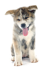 Image showing puppy akita inu