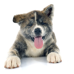 Image showing puppy akita inu