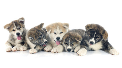 Image showing puppies akita inu