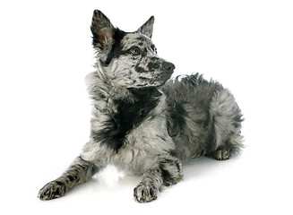 Image showing Hungarian dog