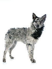 Image showing Hungarian dog