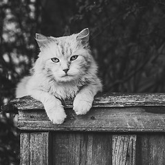 Image showing Cat Sitting On The Fence