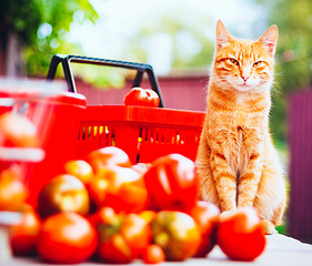 Image showing Cat With Fresh Tomatos