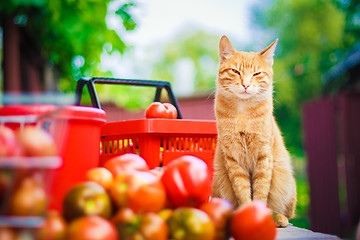 Image showing Cat With Fresh Tomatos