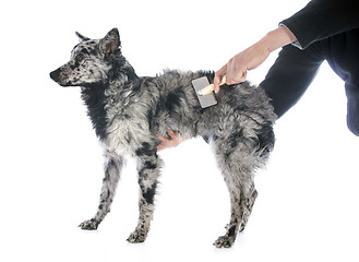 Image showing brushing Hungarian dog