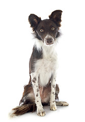 Image showing border collie