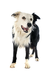 Image showing border collie