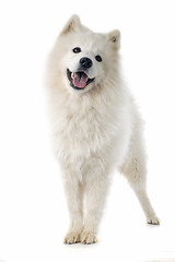 Image showing Samoyed