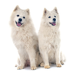 Image showing Samoyeds