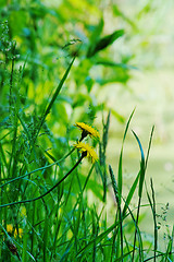 Image showing wild dandelions