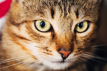 Image showing Close Up Portrait Tabby Male Kitten Cat