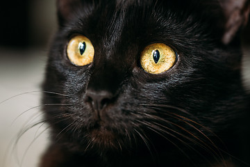 Image showing Close Up Portrait Peaceful Black Female Kitten Cat