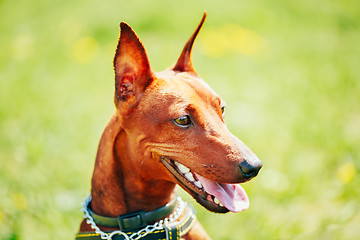 Image showing Close Up Brown Dog Miniature Pinscher Head