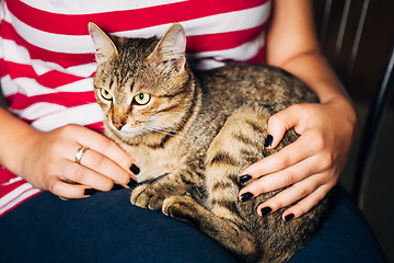 Image showing Close Up Portrait Tabby Male Kitten Cat