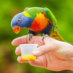 Image showing Australian Rainbow Lorikeet, Trichoglossus moluccanus