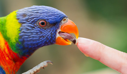 Image showing Australian Rainbow Lorikeet, Trichoglossus moluccanus