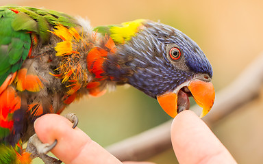 Image showing Australian Rainbow Lorikeet, Trichoglossus moluccanus