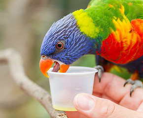 Image showing Australian Rainbow Lorikeet, Trichoglossus moluccanus