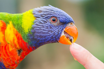 Image showing Australian Rainbow Lorikeet, Trichoglossus moluccanus