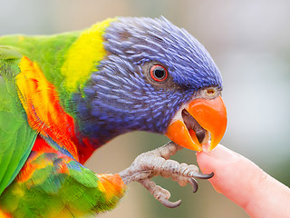 Image showing Australian Rainbow Lorikeet, Trichoglossus moluccanus