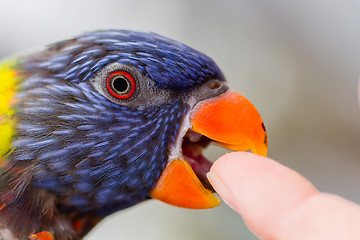 Image showing Australian Rainbow Lorikeet, Trichoglossus moluccanus