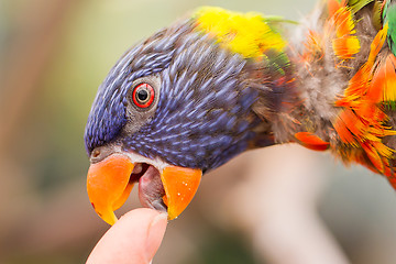 Image showing Australian Rainbow Lorikeet, Trichoglossus moluccanus