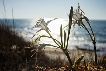 Image showing Pancratium maritimum