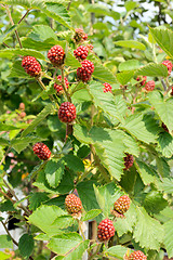 Image showing Garden blackberry 