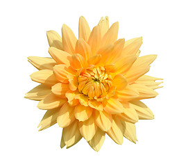 Image showing Dahlia, isolated