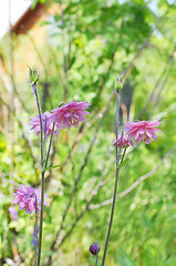 Image showing The pink akvilegiya blossoms in a garden.