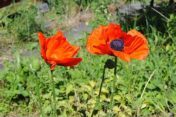 Image showing Big red poppies in a garden.