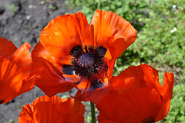 Image showing Big red poppies close up.