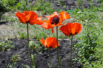 Image showing Big red poppies in a garden.