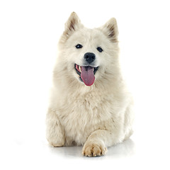 Image showing Samoyed